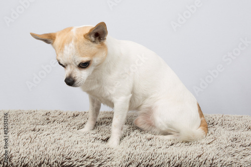 Closeup portrait of white Chihuahua against grey background