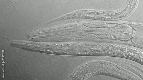 A free-living, transparent nematode (roundworm)
