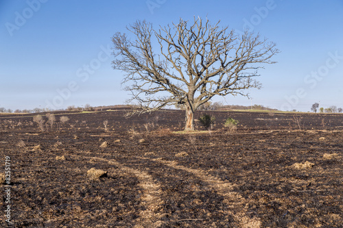 Oak Tree