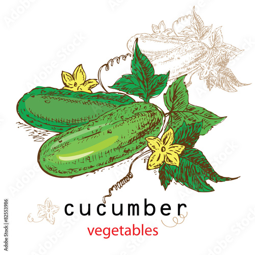 hand drawn illustration cucumber