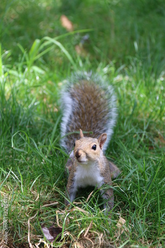 Eichhörnchen im Graß