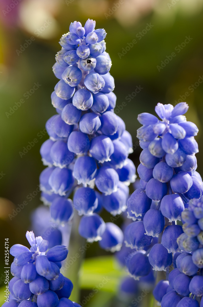 Armenian grape hyacinth Armenian grape hyacinth