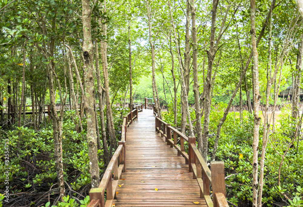 Wood corridor at mangrove forest Wood corridor at mangrove forest