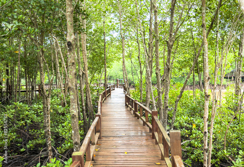 Wood corridor at mangrove forest