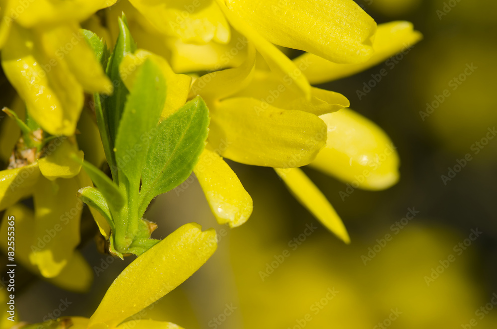 Fototapeta premium forsythia bush golden shower
