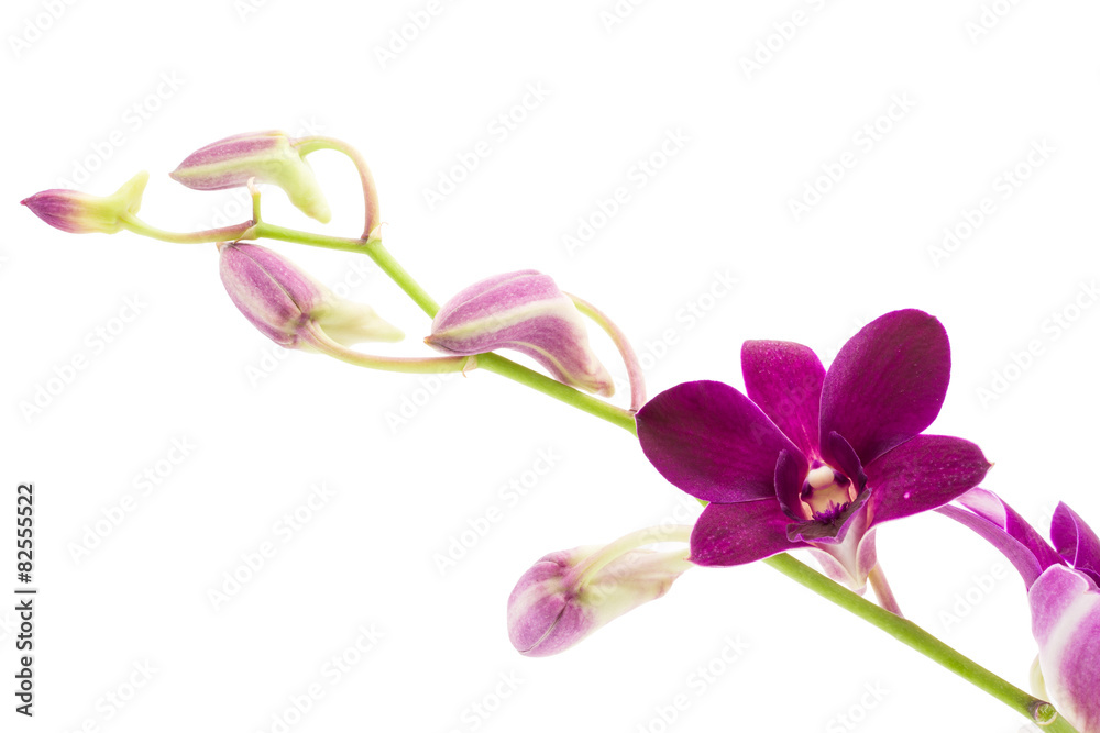 Branch blooming purple orchid Branch blooming purple orchid