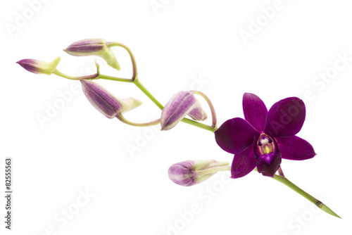 Fototapeta Naklejka Na Ścianę i Meble -  Branch blooming purple orchid