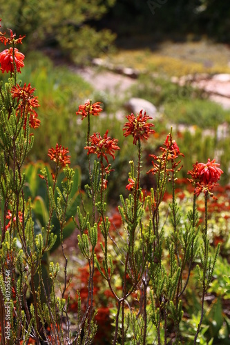 Flowers in Südafrika
