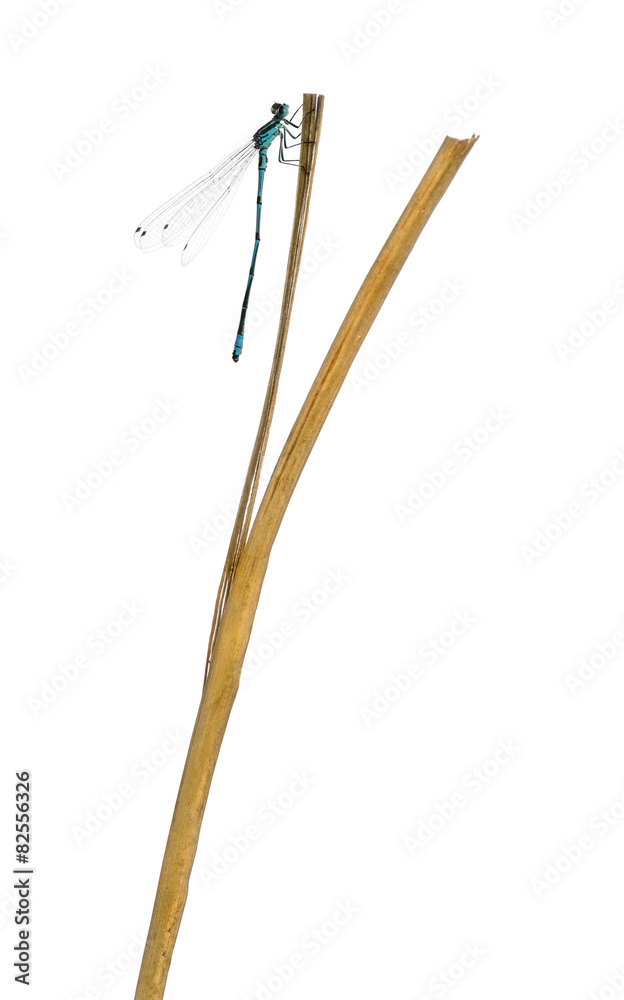 Azure damselfly, Coenagrion puella Azure damselfly, Coenagrion puella