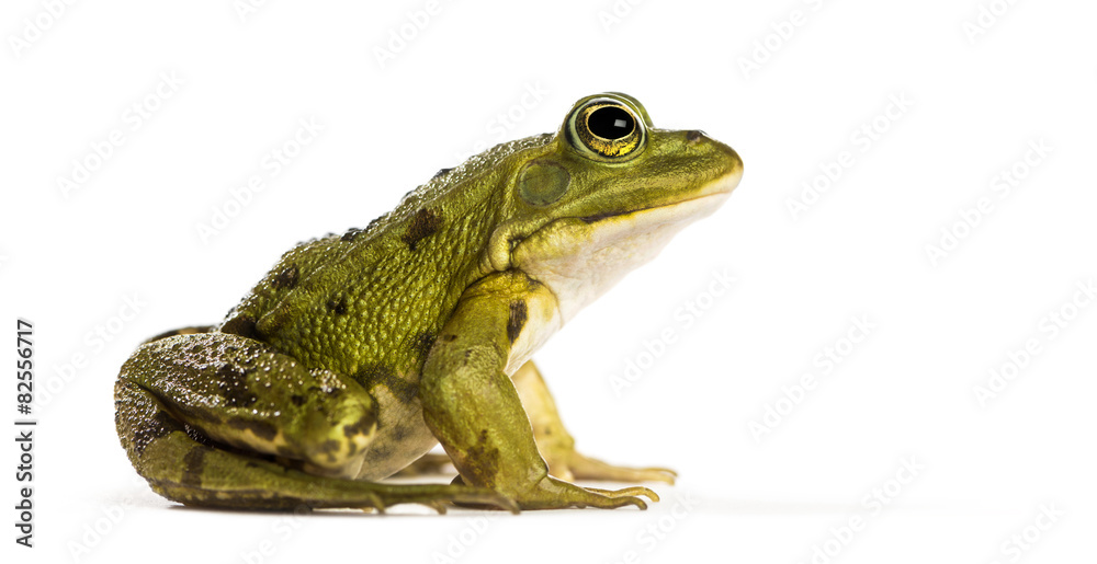 Fototapeta premium Common Water Frog in front of a white background