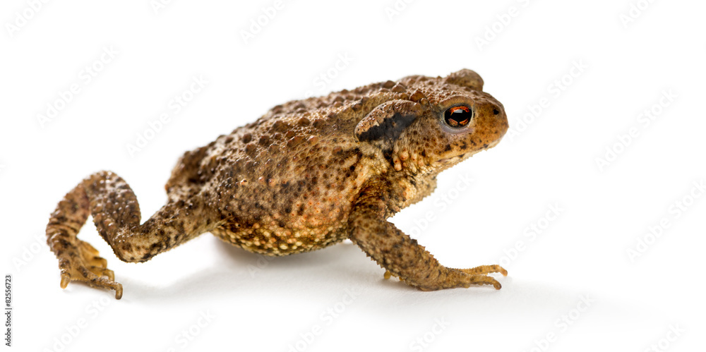European toad, bufo bufo, in front of a white background European toad, bufo bufo, in front of a white background