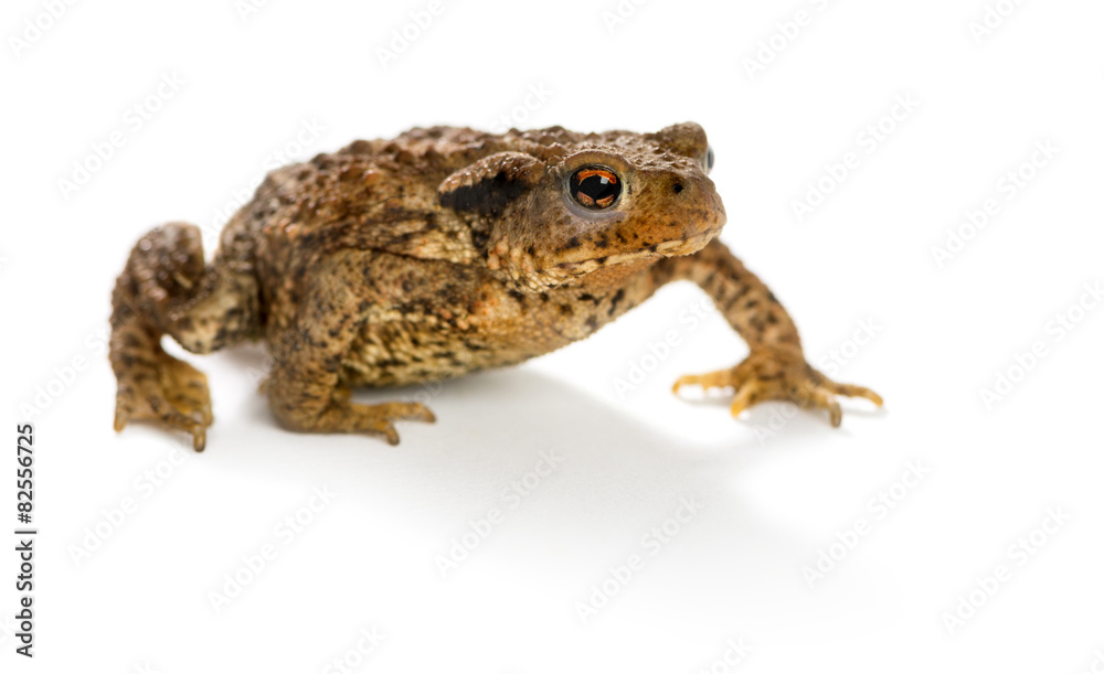 Fototapeta premium European toad, bufo bufo, in front of a white background