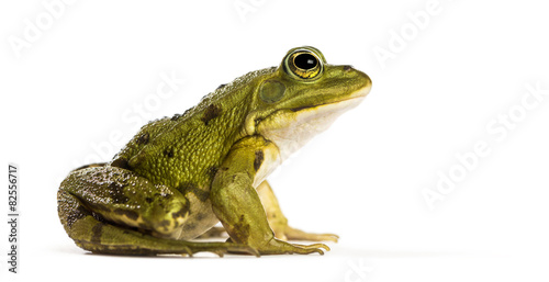 Common Water Frog in front of a white background