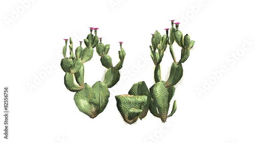 Beavertail Cactus - isolated on white background