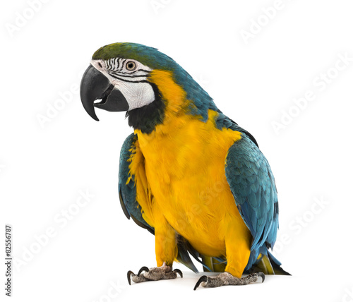 Blue-and-yellow Macaw in front of a white background