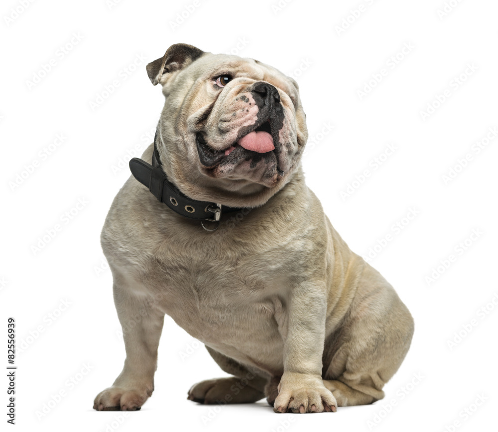 English Bulldog (3 years old) in front of a white background