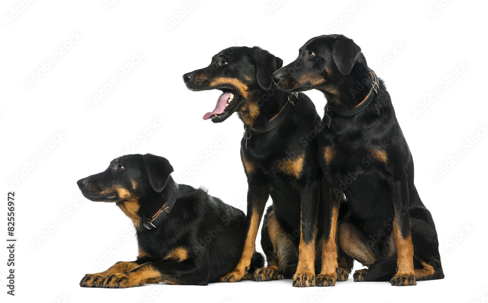 Three Beaucerons in front of a white background