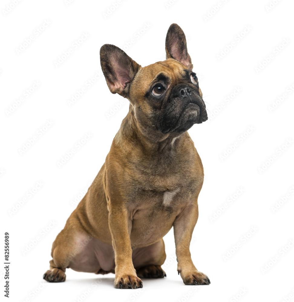 French Bulldog (2 years old) in front of a white background