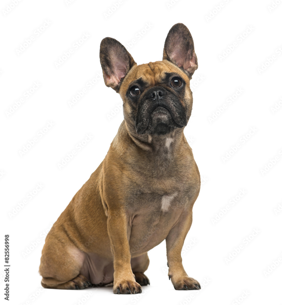 Obraz premium French Bulldog (2 years old) in front of a white background