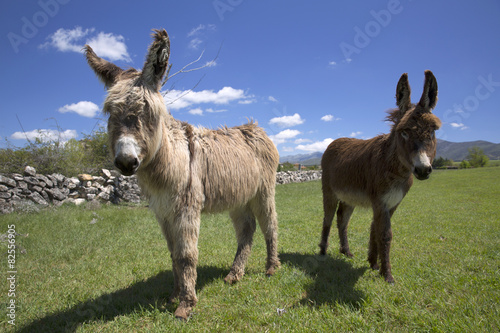 Two donkeys in green grass