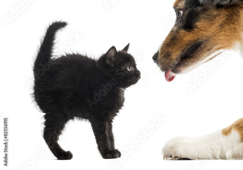 Black kitten looking at an Australian Shpeherd licking