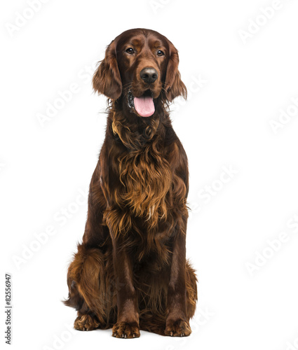 Canvas-taulu Irish Setter (2years old) in front of a white background