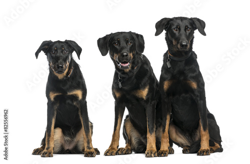 Three Beaucerons sitting in front of a white background