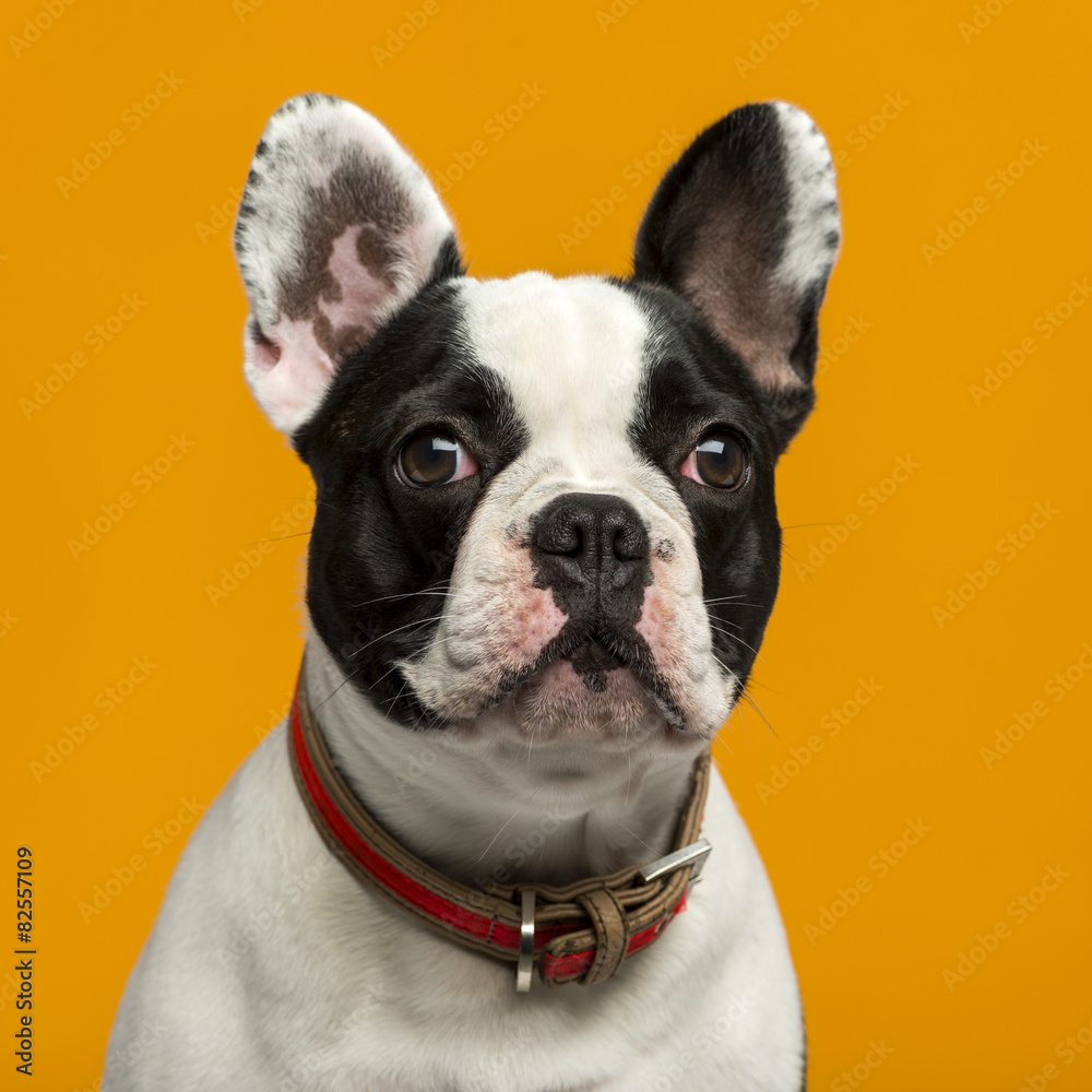 French Bulldog (1 year old) in front of an orange background