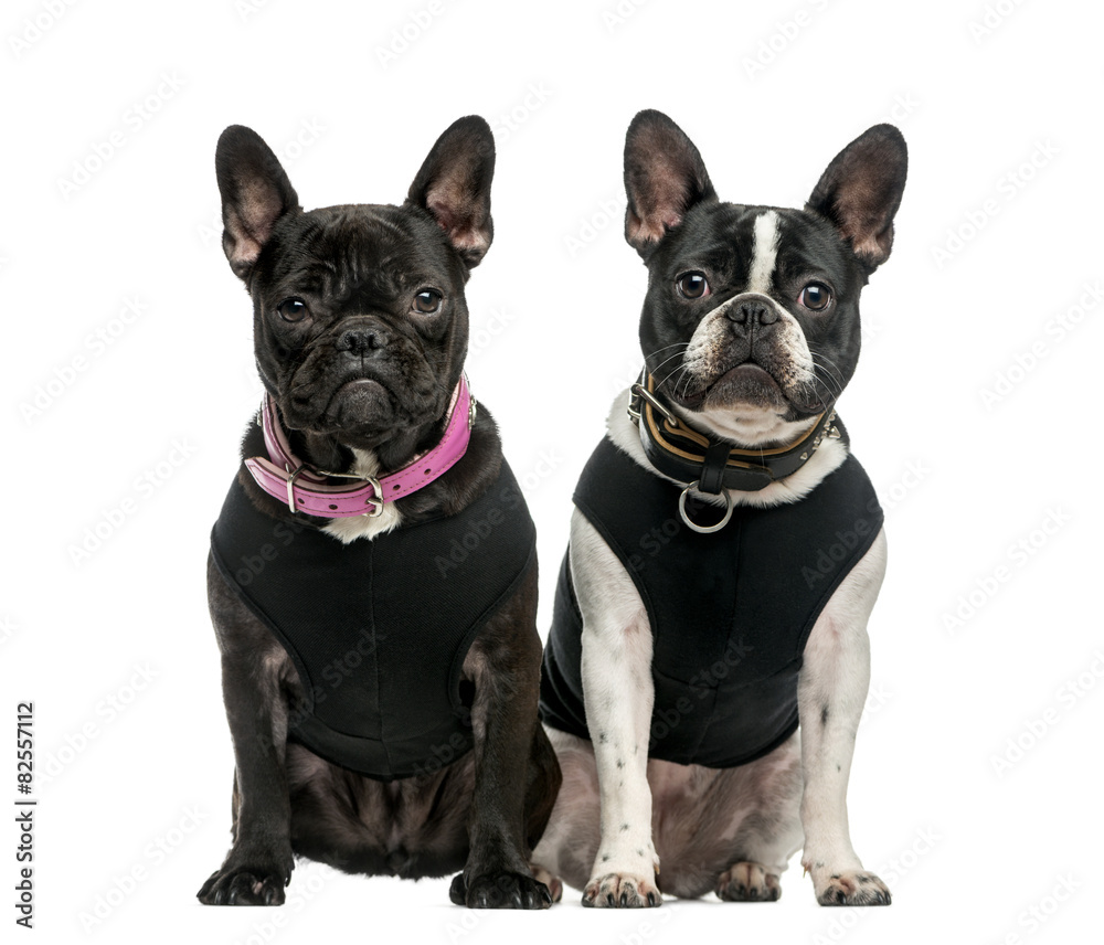 French Bulldog (1 year old) in front of a white background