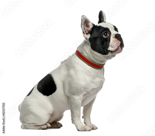 French Bulldog (1 year old) in front of a white background © Eric Isselée