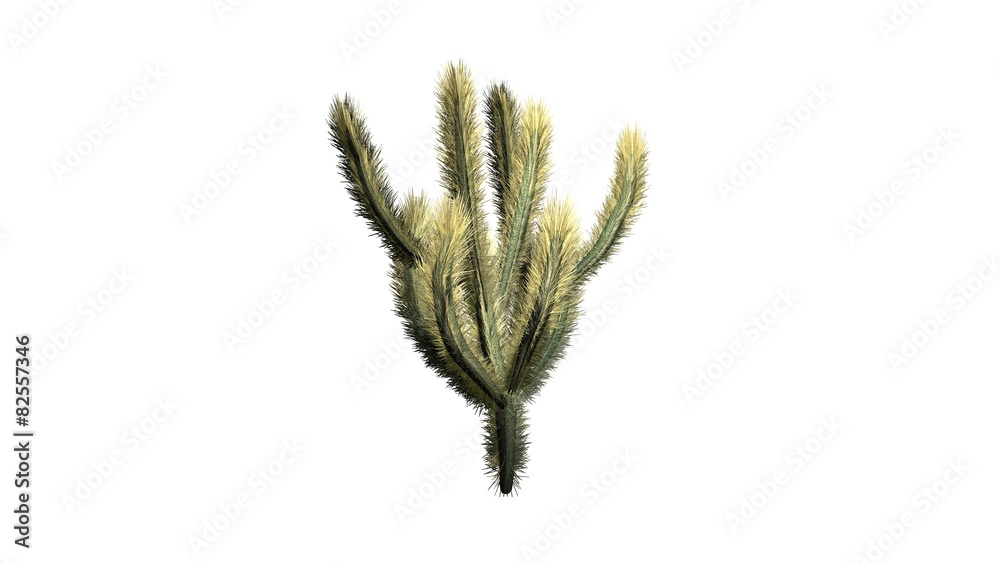 Cholla Cactus - isolated on white background