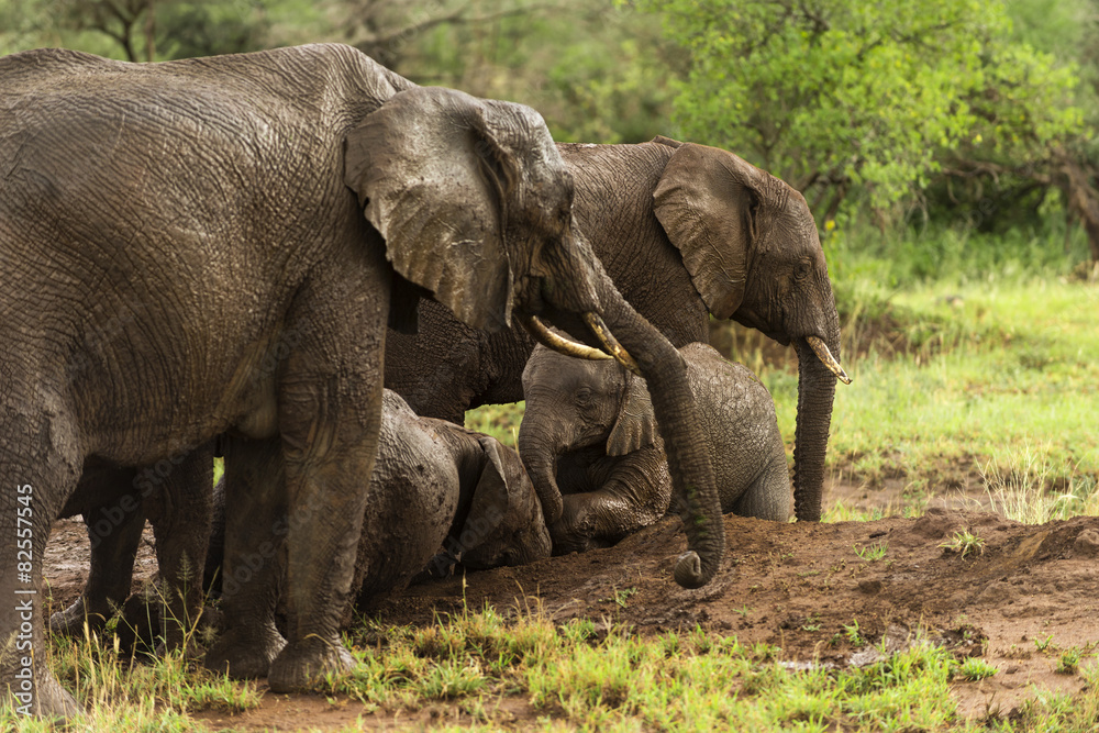 Herd of elephants resting, Serengeti, Tanzania, Africa