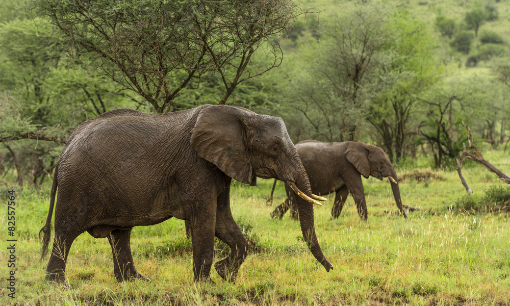Elephants walking, Serengeti, Tanzania, Africa