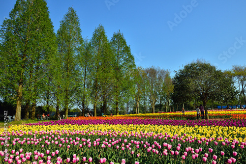 Wallpaper Mural チューリップ畑 Torontodigital.ca