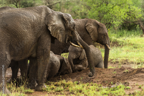 Herd of elephants resting  Serengeti  Tanzania  Africa