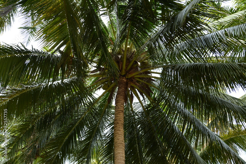 and coconut palms