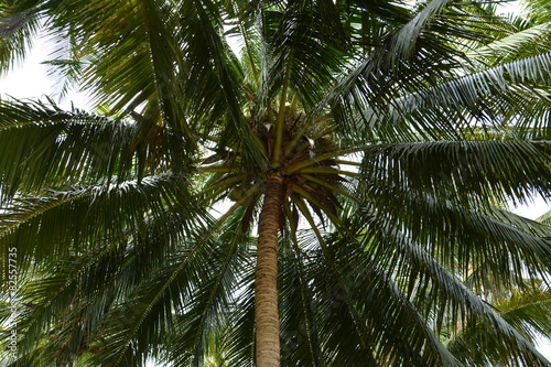 and coconut palms