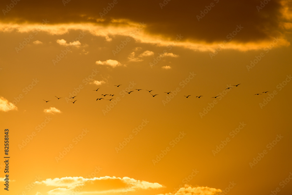 Obraz premium a flock of birds at dawn, the sun