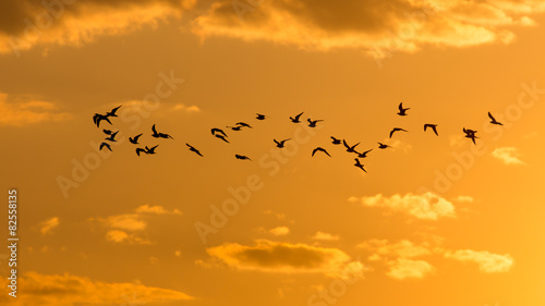 a flock of birds at dawn, the sun