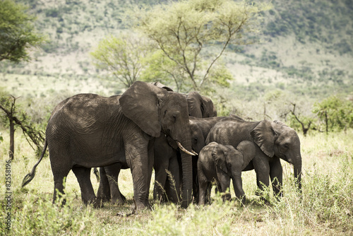 Herd of elephant, Serengeti, Tanzania, Africa
