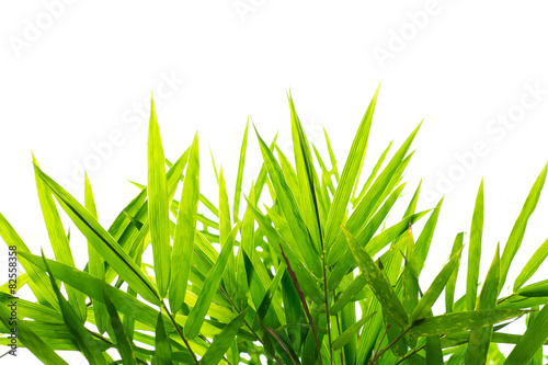 Green Bamboo leaf background