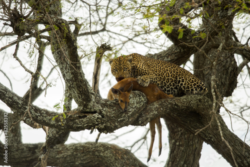 Leopard in a tree with its prey  Serengeti  Tanzania  Africa