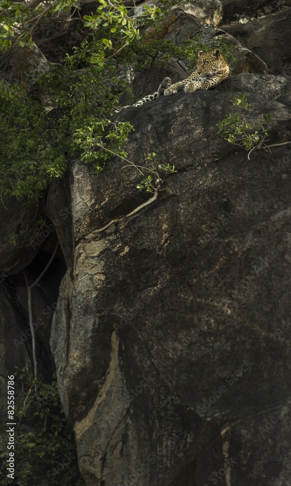 Leopard resting on rock, Serengeti, Tanzania, Africa