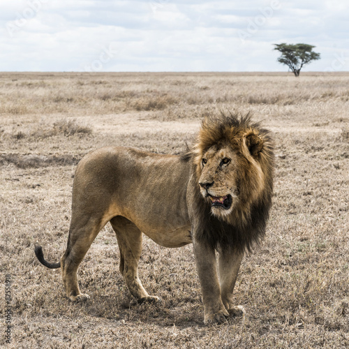 Dirty lion standing in the savannah, Serengeti, Tanzania
