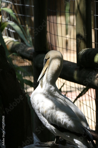 Vogel