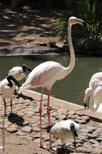 Flamingo