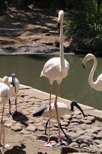 Flamingo
