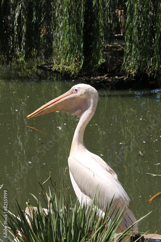 Pelikan am Wasser