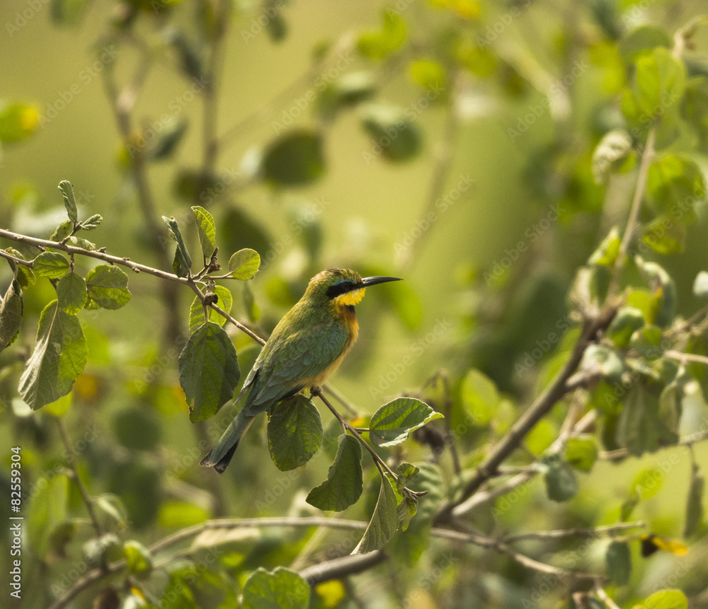 Little bee-eater, Merops pusillus, perched on a branch Little bee-eater, Merops pusillus, perched on a branch