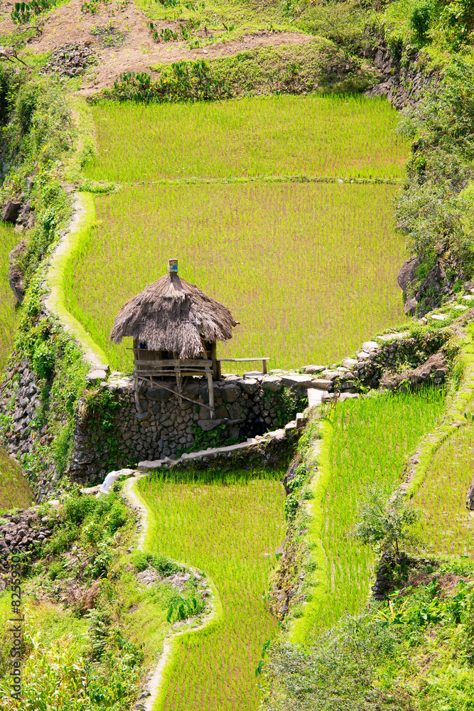 Rice terraces in the Philippines. Rice cultivation in the North Stock ...